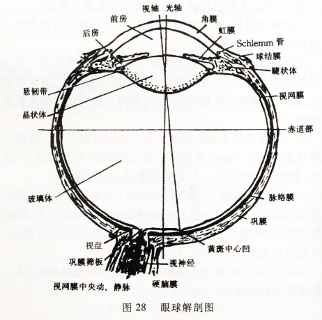 眼的屈光學