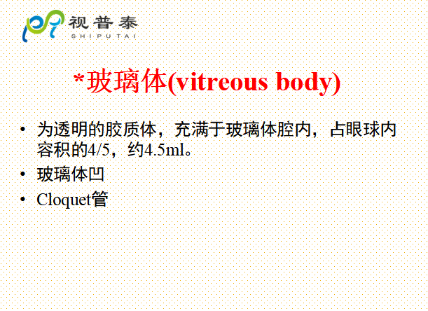 眼的解剖和生理