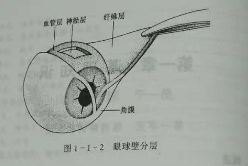 驗(yàn)光師培訓(xùn)知識(shí)點(diǎn)：眼的解剖和生理概述