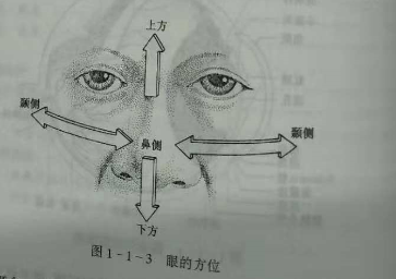 驗(yàn)光師培訓(xùn)知識(shí)點(diǎn)：眼的解剖和生理概述