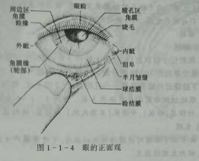 驗(yàn)光師培訓(xùn)知識(shí)點(diǎn)：眼的解剖和生理概述