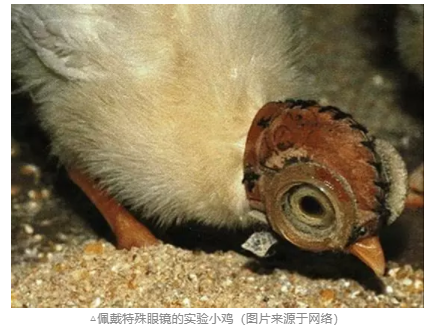 探討青少年近視與電子屏幕關(guān)系，近視關(guān)聯(lián)強(qiáng)因素詳細(xì)分析