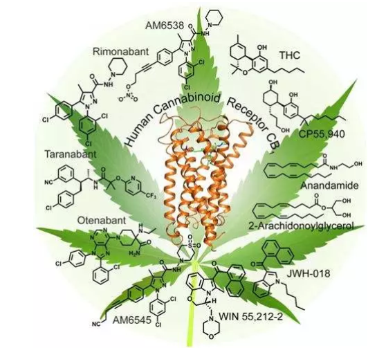 美國Nemus Bioscience公司：大麻活性成分或可治療青光眼