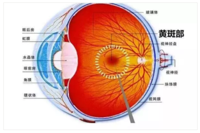 【驗(yàn)光師培訓(xùn)科普】一組圖告訴你的眼底還健康嗎？